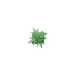 Bio CBD Products coupons and promo codes