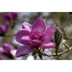 Burncoose Nurseries coupons and promo codes