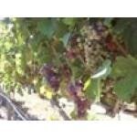 Cairdeaswinery.com coupons and promo codes