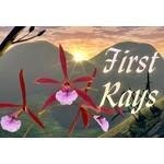 First Rays coupons and promo codes
