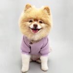 Kokoro Pet Co coupons and promo codes