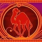 Redcamel.net coupons and promo codes