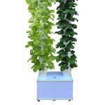 Saigon Babylon coupons and promo codes