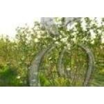 Super Berries coupons and promo codes