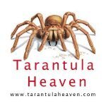 Tarantula Heaven coupons and promo codes
